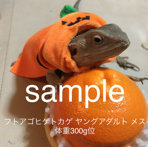 フトアゴ　ヤング　ハロウィン