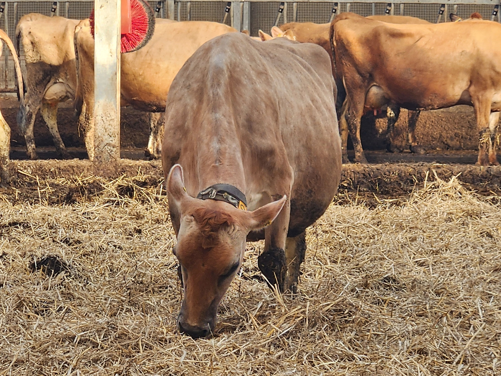 A dairy cow eating in the barn