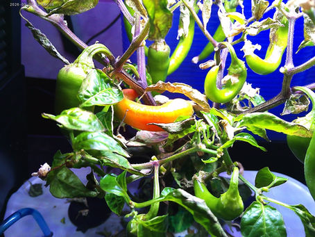 A February 2026 Farm Report