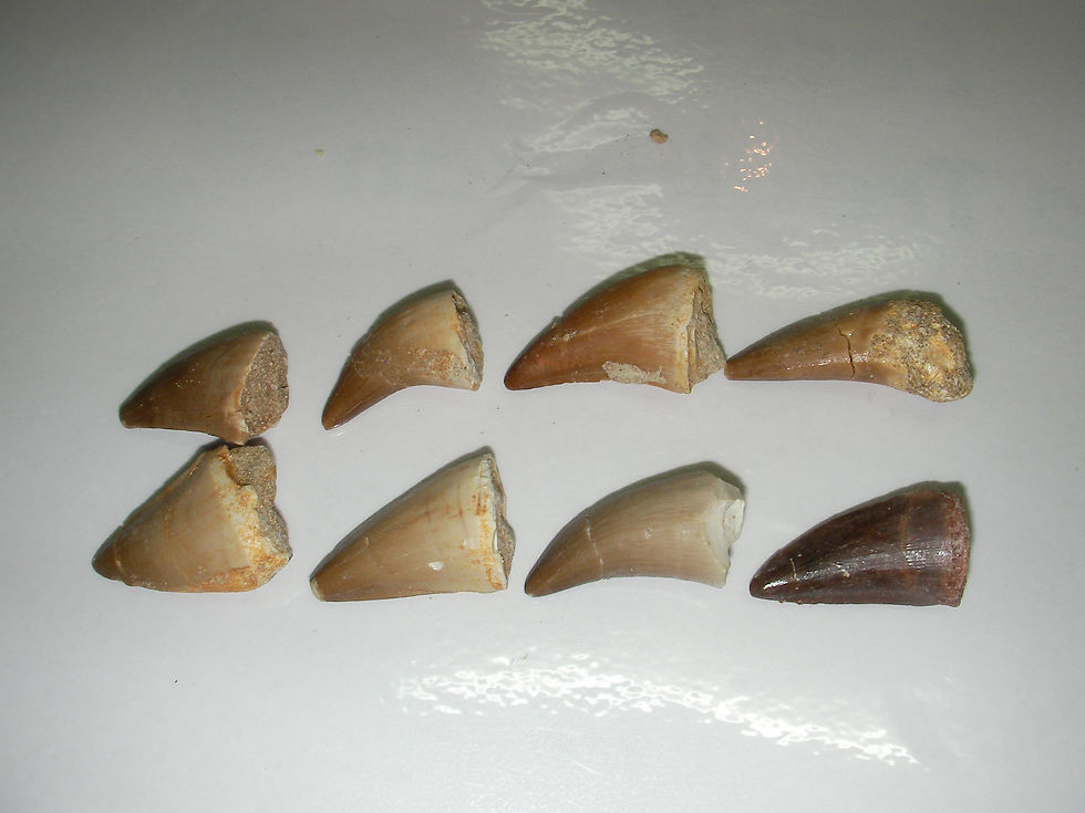 Thumbnail: Mosasaurus Tooth in Display case