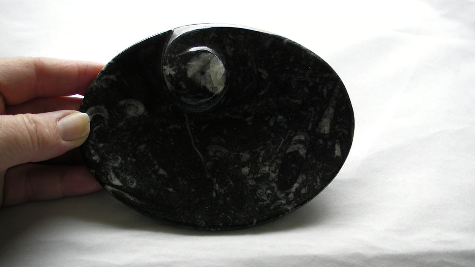 Thumbnail: ORTHOCERAS and AMMONITE Fossil oval shaped Plate