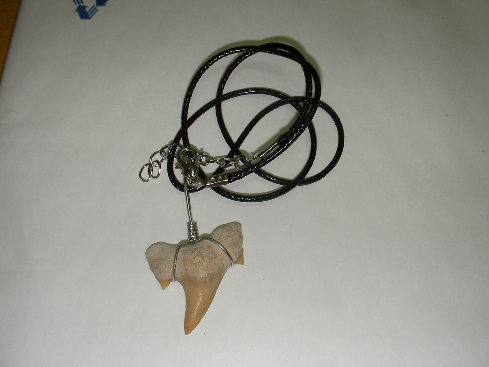 Thumbnail: Extinct Otodus Obliquus Shark Tooth Fossil Necklace