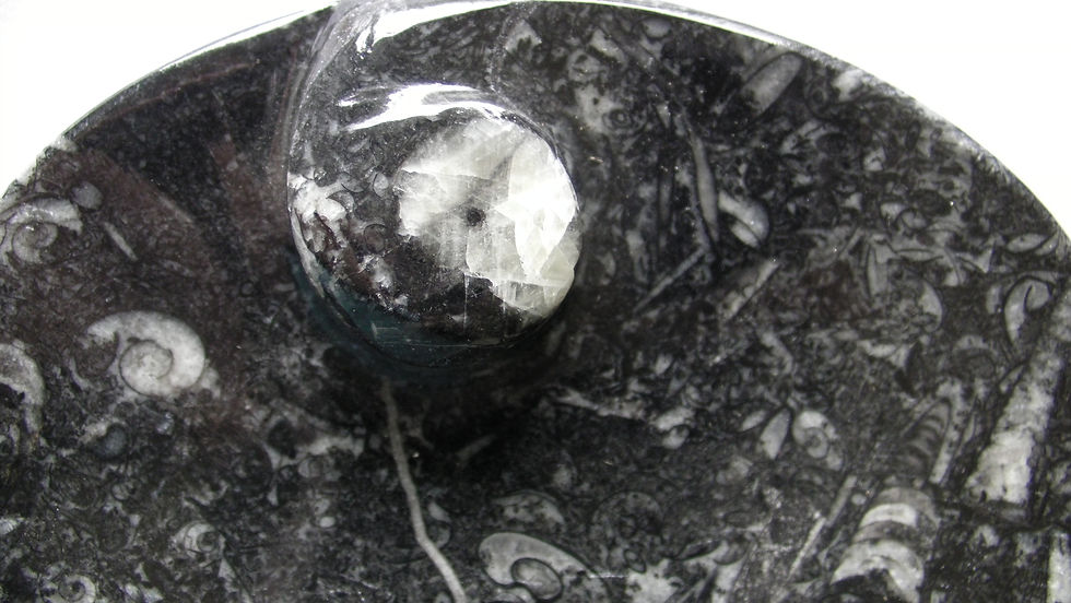 Thumbnail: ORTHOCERAS and AMMONITE Fossil oval shaped Plate