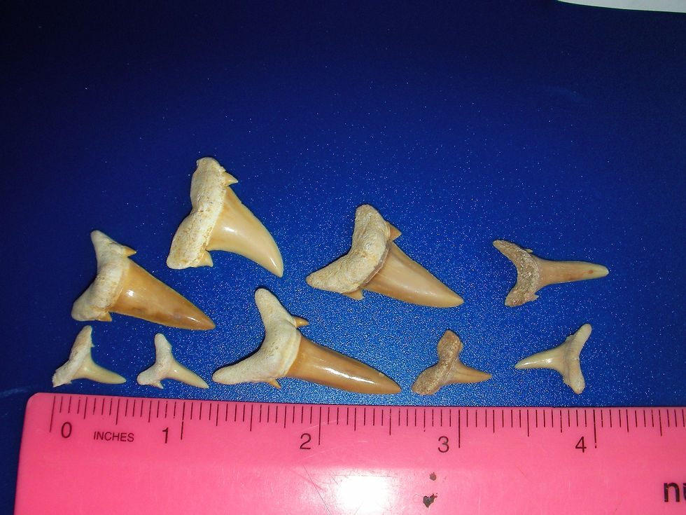 Thumbnail: 12 x mixed Fossil Shark Teeth A+ Quality
