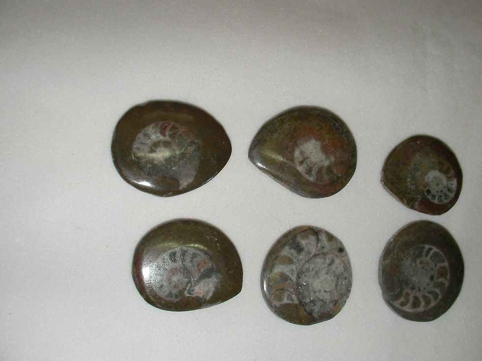 Thumbnail: Fossil Button Ammonite Madagascar