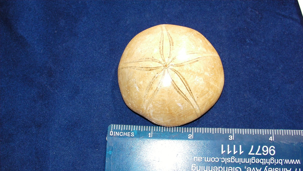 Thumbnail: Sand Dollar Polished Fossil Jurrasic