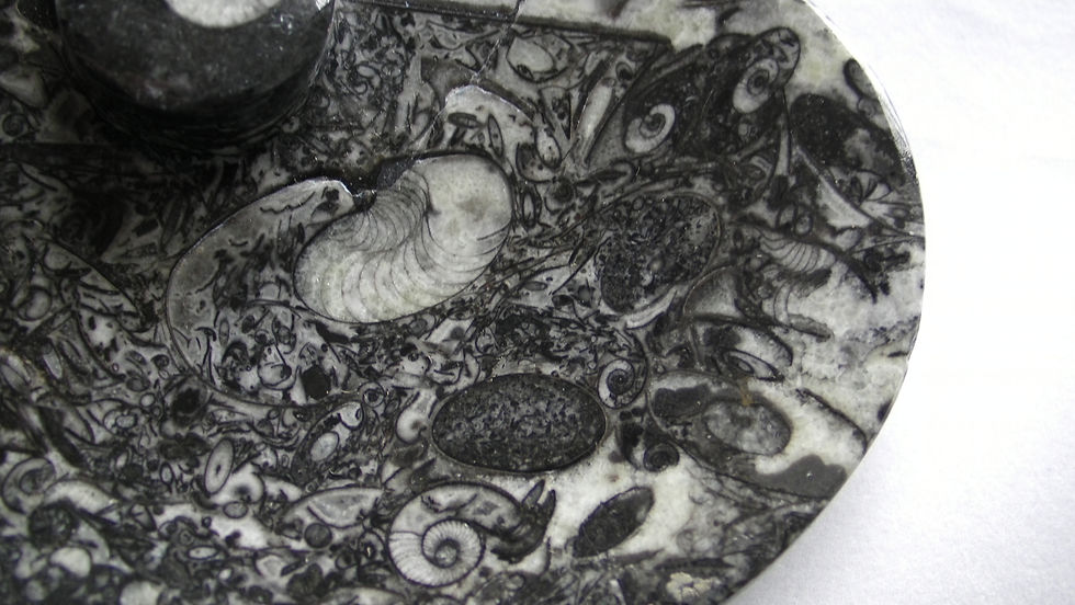 Thumbnail: ORTHOCERAS and AMMONITE Fossil oval shaped Plate