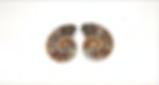 Thumbnail: Sliced and Polished Ammonite Split pair Large