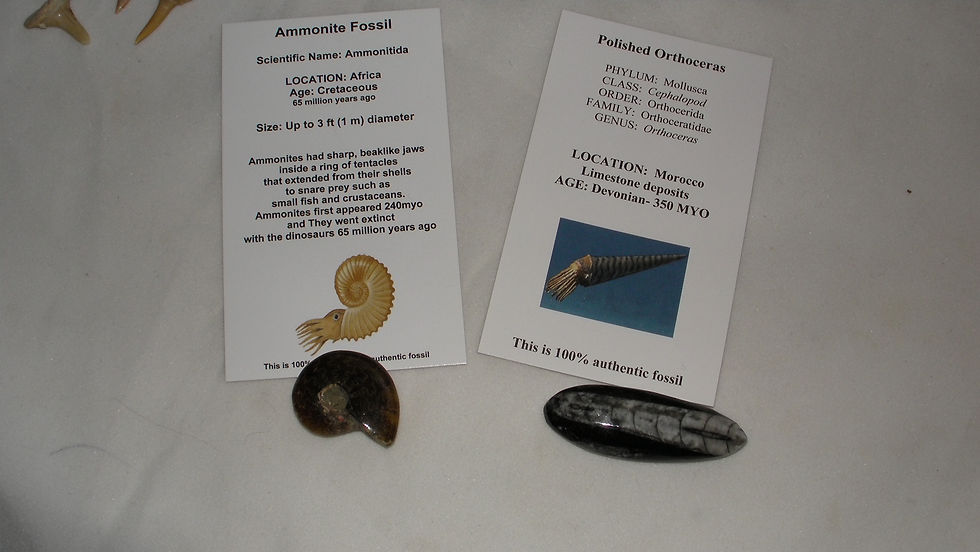 Thumbnail: Fossil Gift Box Educational Lot Ammonite,Shark Teeth, Mosasaur Dinosaur Real