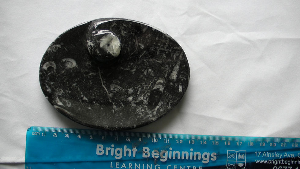 Thumbnail: ORTHOCERAS and AMMONITE Fossil oval shaped Plate