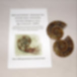 Thumbnail: Sliced and Polished Ammonite Split pair Large