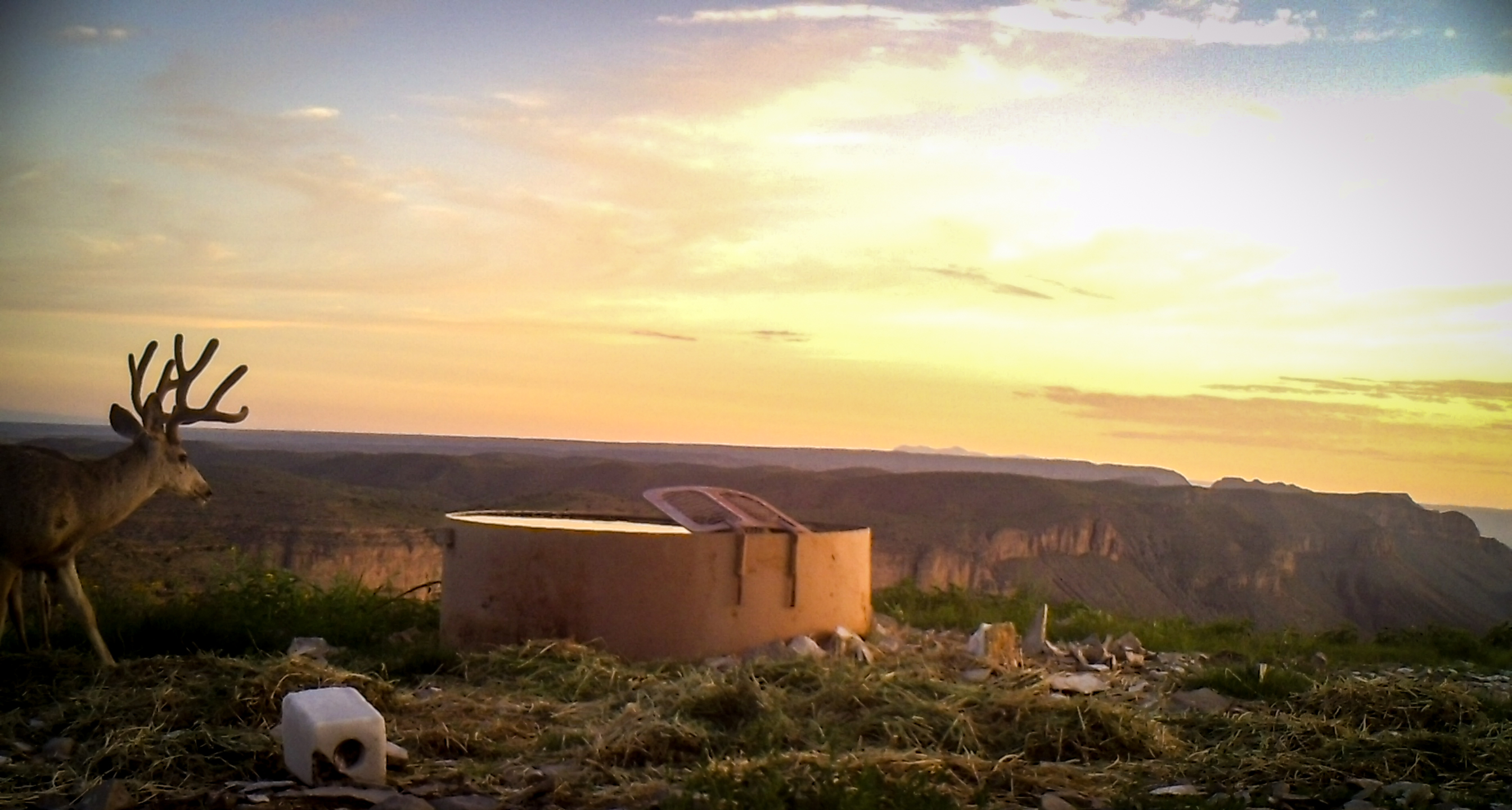 West Texas Desert Mule Deer Hunts