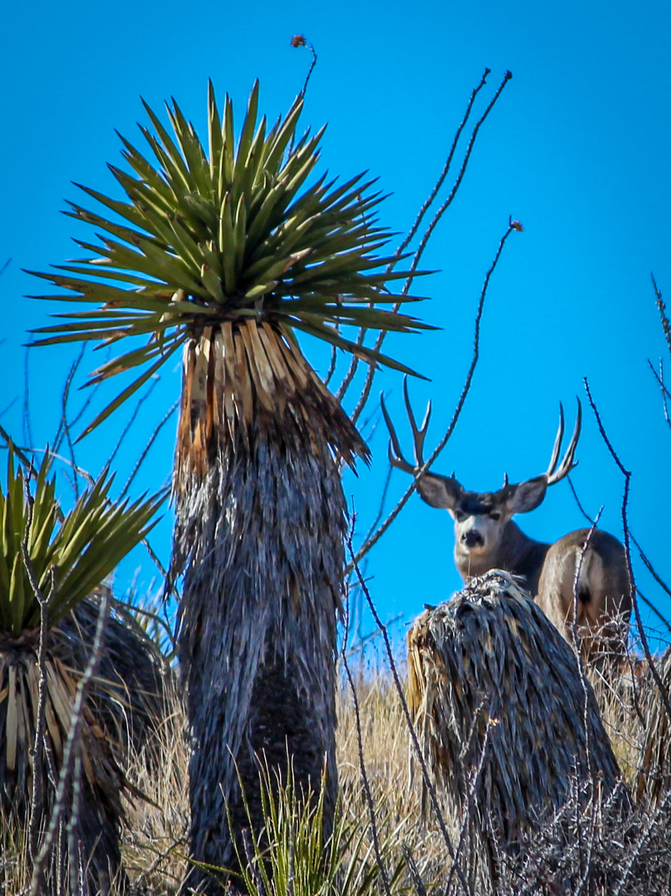 West Texas Desert Mule Deer Hunts