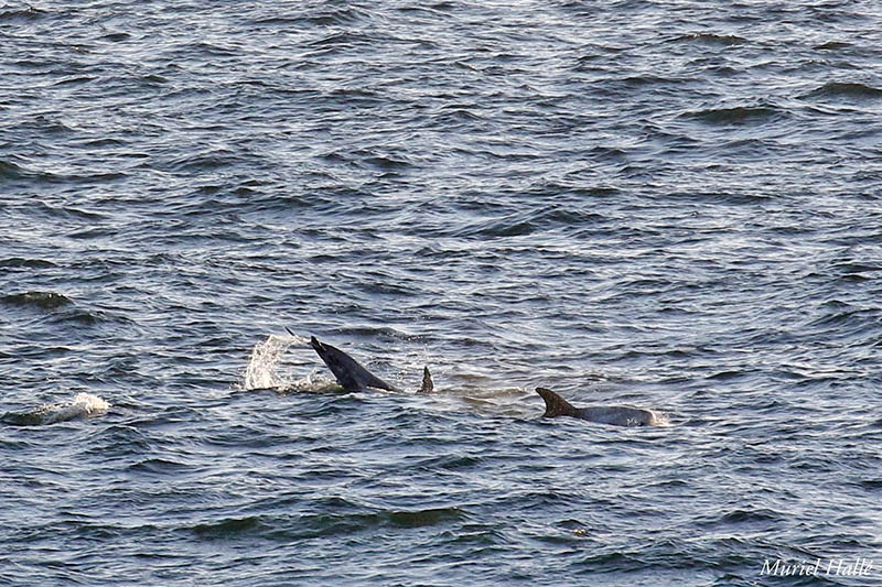 Risso's dolphin