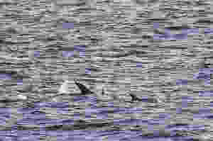 Risso's dolphin