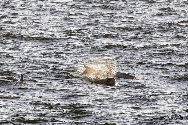 Risso's dolphins