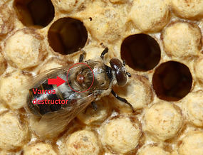 Varroa_destructor_on_drone_MARKIERT.jpg