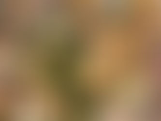 本日のお弁当メニューと副菜 2023/6/13