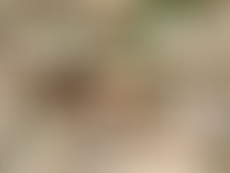 本日のお弁当メニューと副菜 2023/8/23