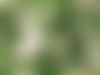 本日のお弁当メニューと副菜 2023/5/11