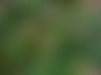 本日のお弁当メニューと副菜 2023/6/2