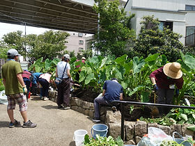 農-農業体験-サトイモ中間管理2.JPG