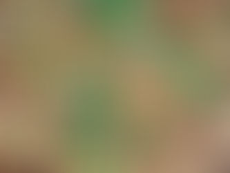 本日のお弁当メニューと副菜 2023/6/8