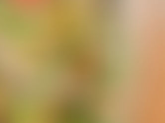 本日のお弁当メニューと副菜2024/06/05