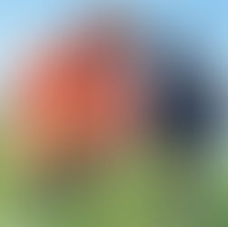 Keep Living Roots in the Soil