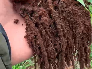Overwintering cover crops helps to deepen the soil structure for spring.