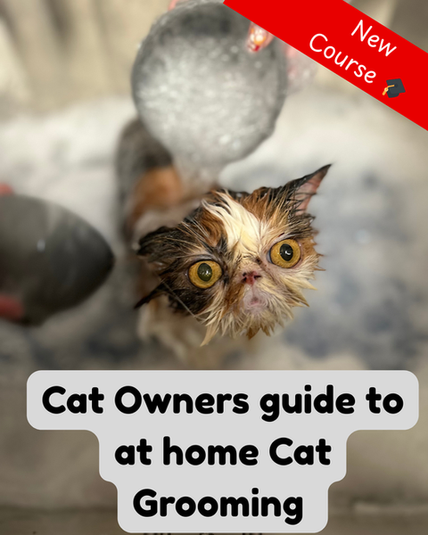 Cat owners guide to Cat grooming 