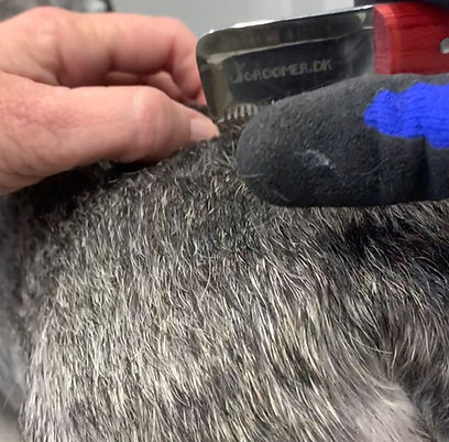 Hand Stripping made easy with Groomer DK