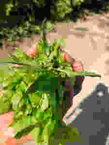 Giersch / Goutweed freshly picked