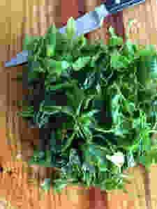 Giersch / Goutweed