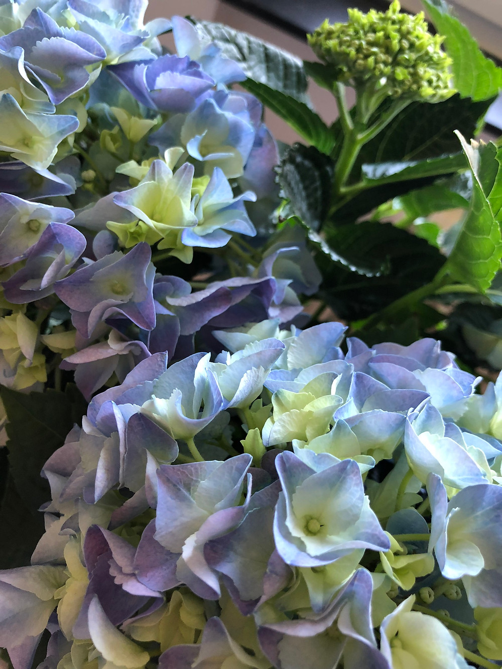Ayurvedic Pitta Dosha: cooling colors & flowers