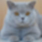 British shorthair vivaracho_edited.jpg