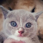 Lancelot in Love Colin. Mais um bebê da