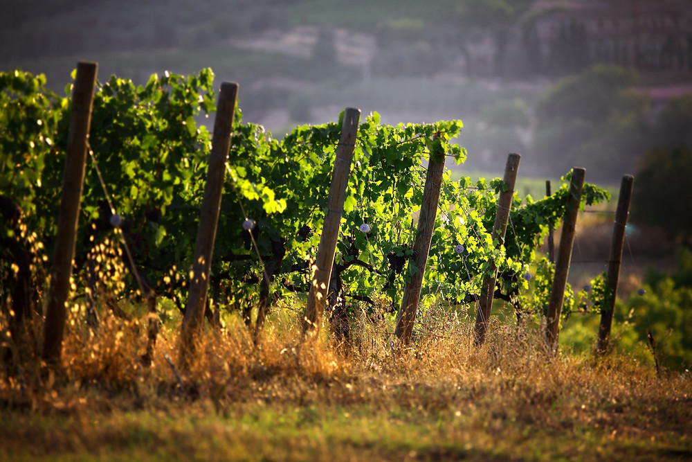 viti di brunello di montalcino