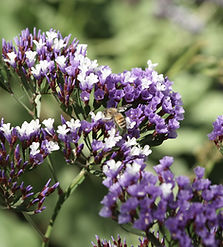 Bee on Flowers_edited.jpg