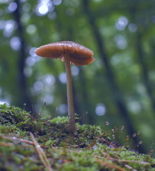 Mushroom_edited_edited.jpg