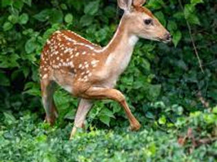 deer.jpg