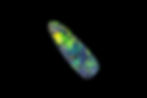Thumbnail: Lightning Ridge Black Opal 7.84 ct