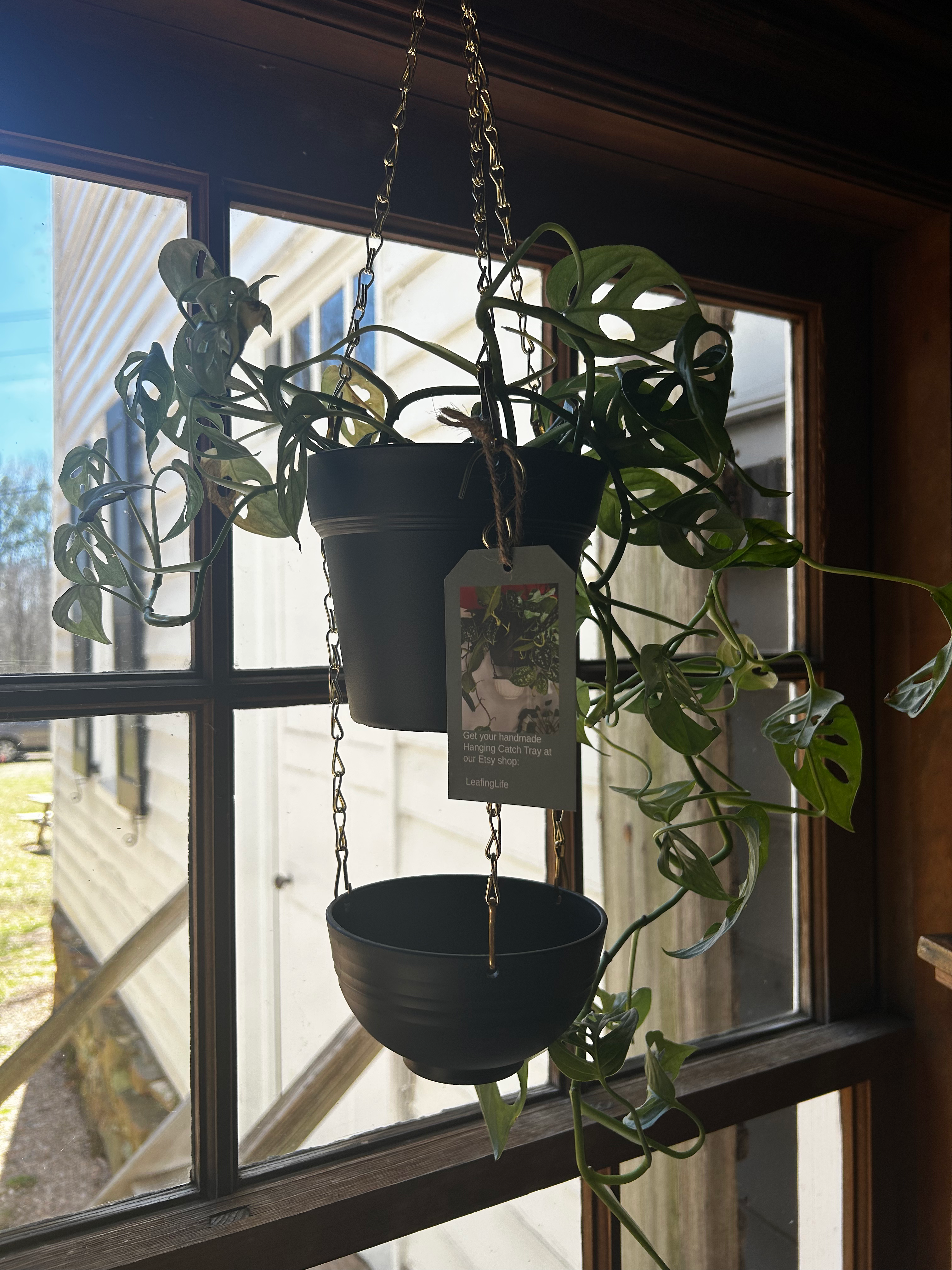 Leafing Life Monstera Plant with Black Catch Tray