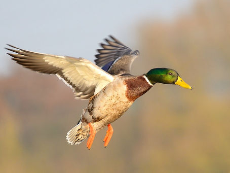 California Duck Hunting: The Great 8 Public Spots to Hunt Waterfowl