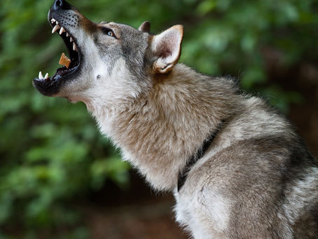 Why Reintroducing Wolves to Colorado May Not be the Best Idea: Valid Concerns and Considerations