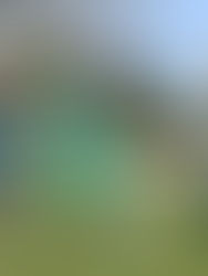 MATCH REPORT: CUCKFIELD RANGERS