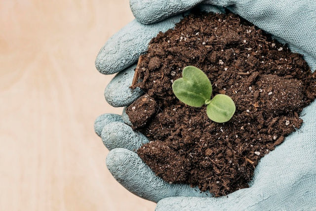 Top view of hands with gloves holding soil and plant