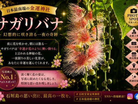 🌸今週から来週にかけて、境内のサガリバナが見頃を迎えます🌸