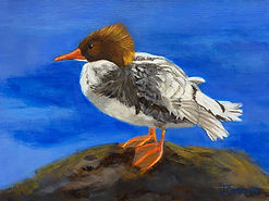 Common Merganser.jpeg