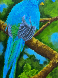 Resplendent Quetzal IMG_7949.jpg